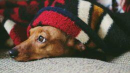 puppy covered with blanket