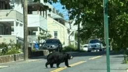 Bear crossing Queen Street across from Blakeslee around 2 p.m. this afternoon. | C. Fortier